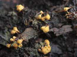 Attēlu rezultāti vaicājumam “Hemitrichia clavata spores”