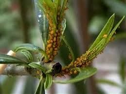 Attēlu rezultāti vaicājumam “Uroleucon hypochoeridis”