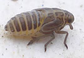 Attēlu rezultāti vaicājumam “Javesella pellucida”