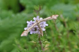 Attēlu rezultāti vaicājumam “Platyptilia gonodactyla”