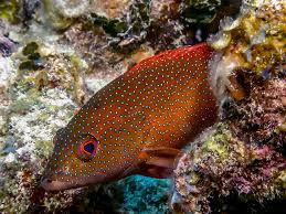 Image result for Cephalopholis fulva