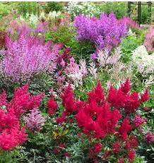 Image result for Astilbe