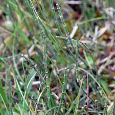 Attēlu rezultāti vaicājumam “Equisetum variegatum”