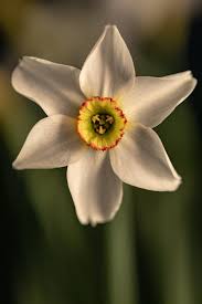 Attēlu rezultāti vaicājumam “Narcissus bud”