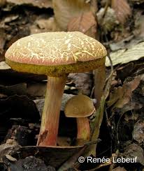 Attēlu rezultāti vaicājumam “Xerocomus chrysenteron”