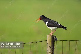Attēlu rezultāti vaicājumam “Haematopus ostralegus adult”
