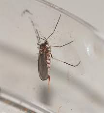 Attēlu rezultāti vaicājumam “Rabdophaga salicis”