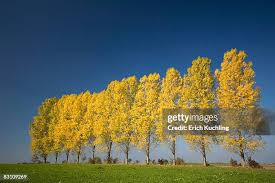 Attēlu rezultāti vaicājumam “Populus tremula”