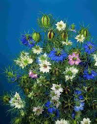 Image result for Nigella damascena