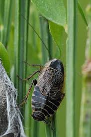 Attēlu rezultāti vaicājumam “Ectobius sylvestris male”