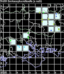 Attēlu rezultāti vaicājumam “Semioscopis avellanella”
