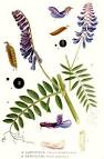 File:318 <b>Vicia</b> cracca, <b>Vicia</b>