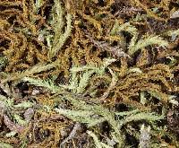 Attēlu rezultāti vaicājumam “Didymodon fallax var. brevifolius”