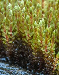 Attēlu rezultāti vaicājumam “Bryum schleicheri”