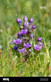 Attēlu rezultāti vaicājumam “Gentianella campestris”