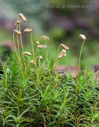 Attēlu rezultāti vaicājumam “Polytrichastrum pallidisetum cells”
