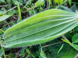 Attēlu rezultāti vaicājumam “Plantago media leaf”