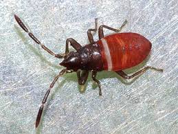 Attēlu rezultāti vaicājumam “Gastrodes grossipes”