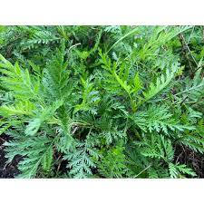 Image result for Artemisia gmelinii