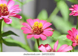 Image result for Zinnia violacea