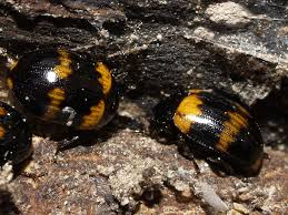 Attēlu rezultāti vaicājumam “Diaperis boleti”