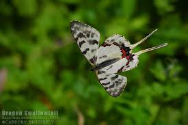 Attēlu rezultāti vaicājumam “Gracillaria syringella imago”