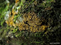 Attēlu rezultāti vaicājumam “Hemitrichia clavata spores”