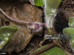 Attēlu rezultāti vaicājumam “Asarum europaeum flower”