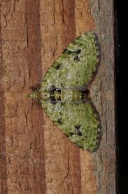 Attēlu rezultāti vaicājumam “Chloroclystis v-ata”