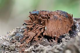 Attēlu rezultāti vaicājumam “Stemonitis axifera stalked”