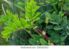 Attēlu rezultāti vaicājumam “Astragalus glycyphyllos leaf”