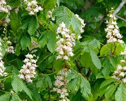 Attēlu rezultāti vaicājumam “Aesculus hippocastanum flower”