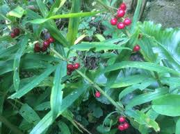 Attēlu rezultāti vaicājumam “Polygonatum verticillatum fruit”