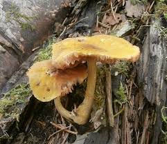 Attēlu rezultāti vaicājumam “Pluteus leoninus”