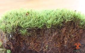 Attēlu rezultāti vaicājumam “Tortella tortuosa”