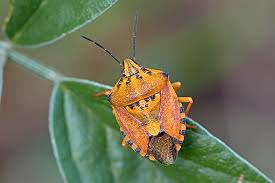 Attēlu rezultāti vaicājumam “Carpocoris sp.”
