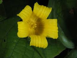 Attēlu rezultāti vaicājumam “Thladiantha dubia”