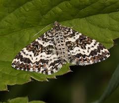 Attēlu rezultāti vaicājumam “Epirrhoe tristata imago”