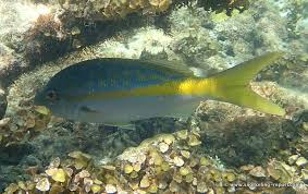 Image result for Ocyurus chrysurus