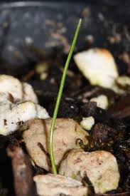 Attēlu rezultāti vaicājumam “Trichophorum cespitosum fruit”