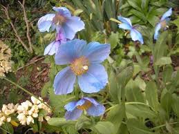 Image result for Meconopsis betonicifolia