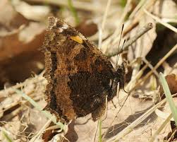 Attēlu rezultāti vaicājumam “Nymphalis xanthomelas”