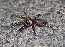 Attēlu rezultāti vaicājumam “Gnaphosidae”