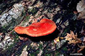 Attēlu rezultāti vaicājumam “Pycnoporus cinnabarinus”