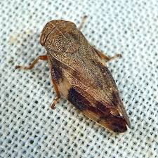 Attēlu rezultāti vaicājumam “Aphrophora alni”