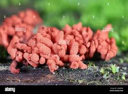 Attēlu rezultāti vaicājumam “Arcyria major macro”