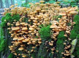 Attēlu rezultāti vaicājumam “Xeromphalina campanella”