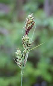 Attēlu rezultāti vaicājumam “Carex buxbaumii”