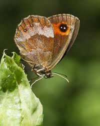 Attēlu rezultāti vaicājumam “Erebia aethiops underside”