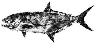 Image result for Lichia amia